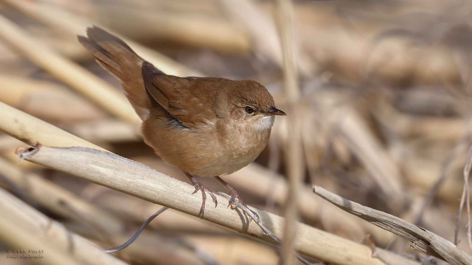 Savi's Warbler